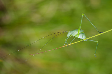 Image of green bush-cricket long horned grasshopper on green leaf. Insect. Animal.