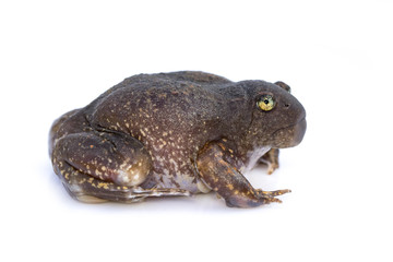Image of Truncate-snouted burrowing frog or Balloon frog (Glyphoglossus molossus) on white background. Amphibian. Animal.