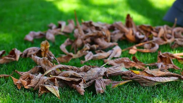 autumn leaf garden clean