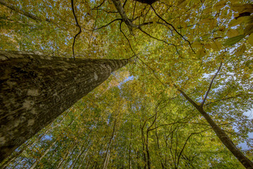 yellow colors of autumn