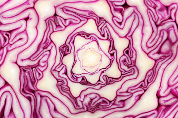 Texture of cut red cabbage, closeup