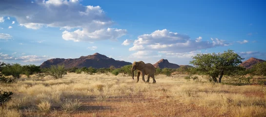 Namibia wild desert elephant from front © Ben