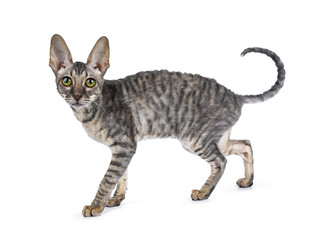 Blue tortie tabby Cornish Rex kitten walking / standing side ways, looking at camera isolated on...