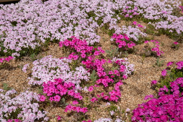 Obraz premium Bright Ground Pink flowers in the garden