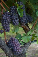 bunch of grapes ripe for harvest