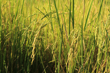 Ear of paddy in green rice field.