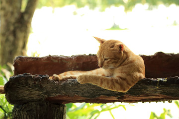 Brown cat lie down in the log gutter.