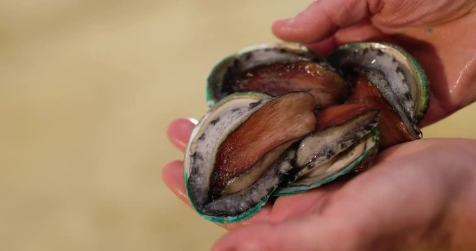 Four Australian farmed Tiger Abalone being checked by hand.