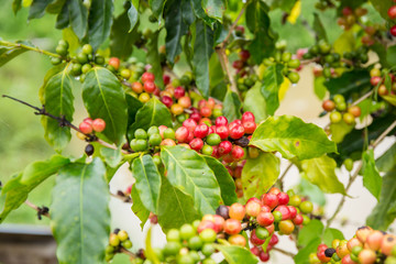 Coffee beans fruit on tree in farm.