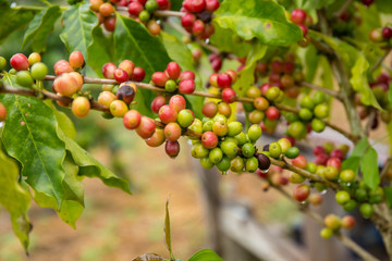 Coffee beans fruit on tree in farm.