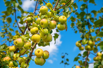 apple tree branch with fruits
