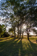 Fototapeta na wymiar Sunrise through the fever trees at Satara camp, Kruger park, South Africa.