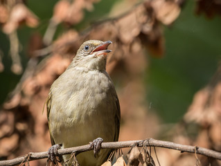 Pycnonotus blanfordi on banch tree.
