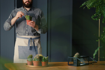 Man with gardening hobby exaggerating cacti in grey interior