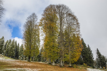 Fototapeta premium yellow colors of autumn