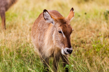 Waterbuck feeding on green grass in the Kruger park, South Africa.