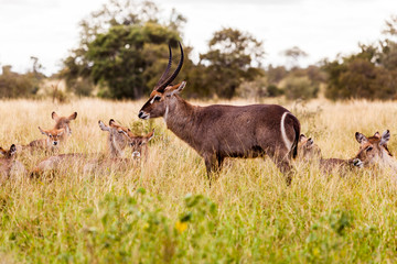 Waterbuck feeding on green grass in the Kruger park, South Africa.
