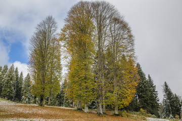 yellow colors of autumn