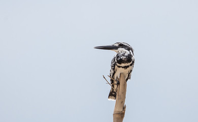 Ceryle rudis on bamboo branch with blue sky background.