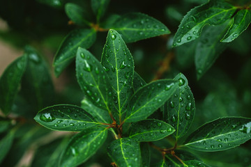 close up of green leaves with water drops after rain