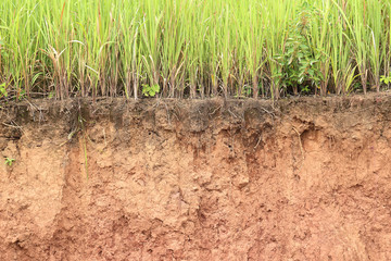 Cross section of grass and soil profile.