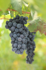 Bunch of ripe grapes hanging on the vine in the garden.