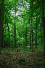 Fototapeta na wymiar Path in green beautiful forest in Germany in summer
