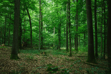 Fototapeta na wymiar beautiful green forest in Germany in summer