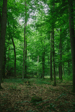 Path in green beautiful forest in Germany in summer © LIGHTFIELD STUDIOS