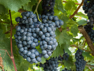 ripe bunch of grapes for harvest