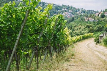 Fototapeta na wymiar road to village and green vineyard in Wurzburg, Germany