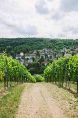 Fototapeta na wymiar road to village and vineyard on sides in Wurzburg, Germany