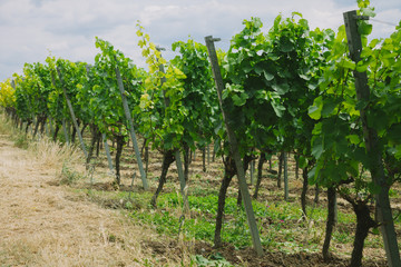 Fototapeta na wymiar beautiful green vineyard and soil in Wurzburg, Germany
