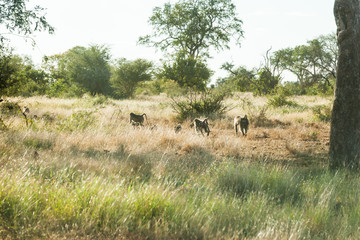 Baboons walking through the bush in the Kruger park, South Africa.