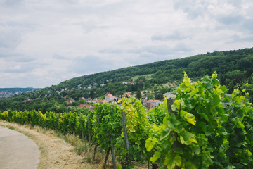 Fototapeta na wymiar beautiful green vineyard, road and hill in Wurzburg, Germany