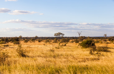 The bush in the Kruger park in the afternoon sun, South Africa.