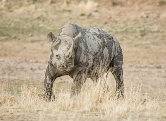 Black Rhinoceros