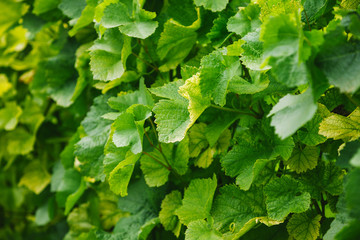 full frame image of green leaves of vineyard in Wurzburg, Germany
