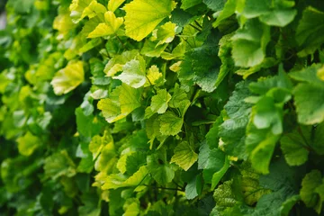  full frame image of vineyard leaves background © LIGHTFIELD STUDIOS