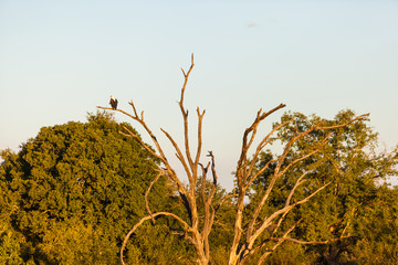 A lone fish eagle sitting on a branch in the Kruger park, South Africa.