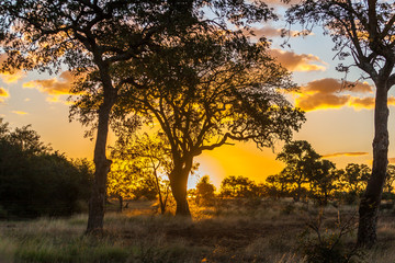 Sunset over the Kruger park, South Africa - obrazy, fototapety, plakaty