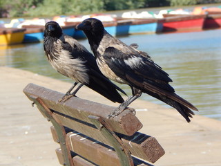 crows