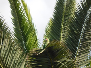 kramers parrot