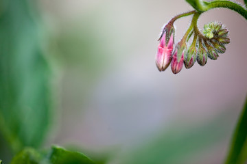 Blüten Geschlossen