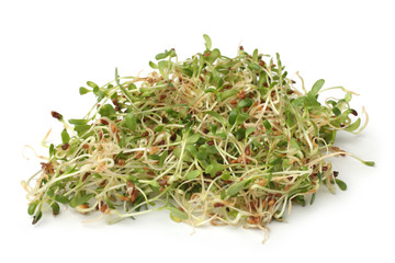 Heap of alfalfa sprouts