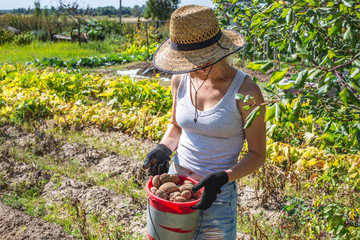 Young girl in a hat with a bucket of a potato crop. Harvest season outside the city