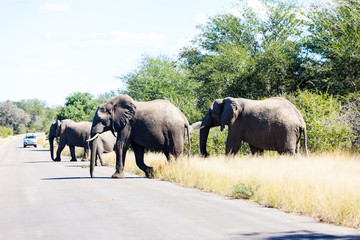Naklejka na ściany i meble Elephants crossing the road while protecting the young, Kruger park, South Africa.