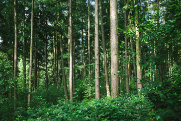 Scenic view of trees in green forest in Hamburg, Germany