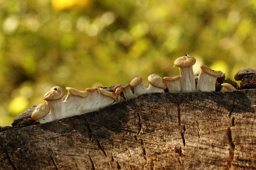 Mushrooms on Tree Stump

