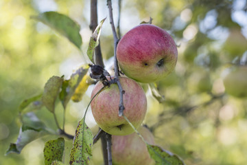 Damaged apple on the tree.